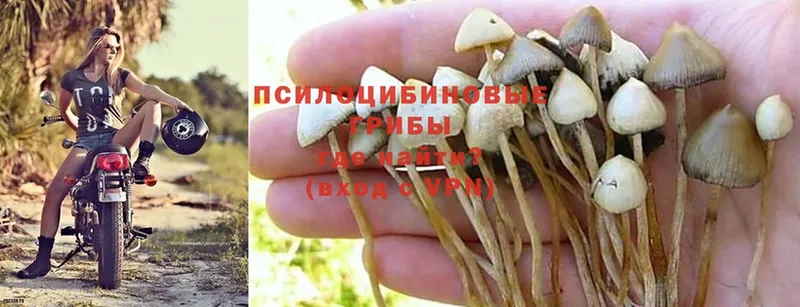 Галлюциногенные грибы Magic Shrooms  купить наркотики цена  Воскресенск 